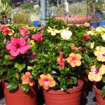 Gardening Events in Tucson