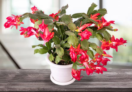 Christmas Cactus in Tucson, AZ