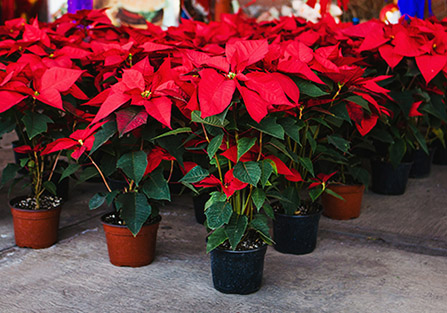 Poinsettias in Tucson, AZ