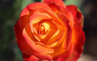 How to grow bare root roses