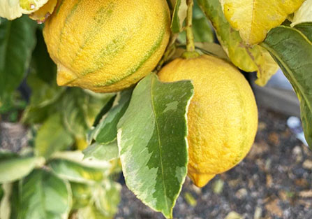 Eureka Lemon Trees in Tucson, AZ