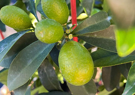 Limequat Exotic Cirtrus Tree in Tucson