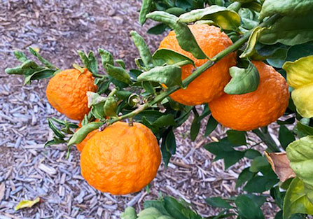 Mandarin Orange Trees in Tucson