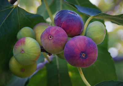 Fig Trees in Tucson