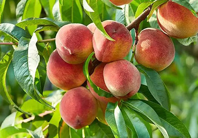 Peach Trees in Tucson, AZ