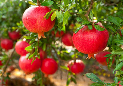 Pomegranate Trees in Tucson