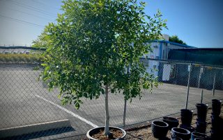 Arizona Ash Tree