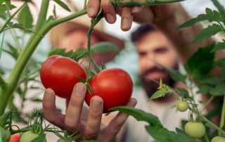 Grow Your Own Tomatoes