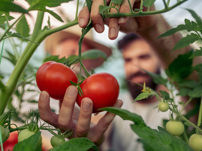 Grow Your Own Tomatoes