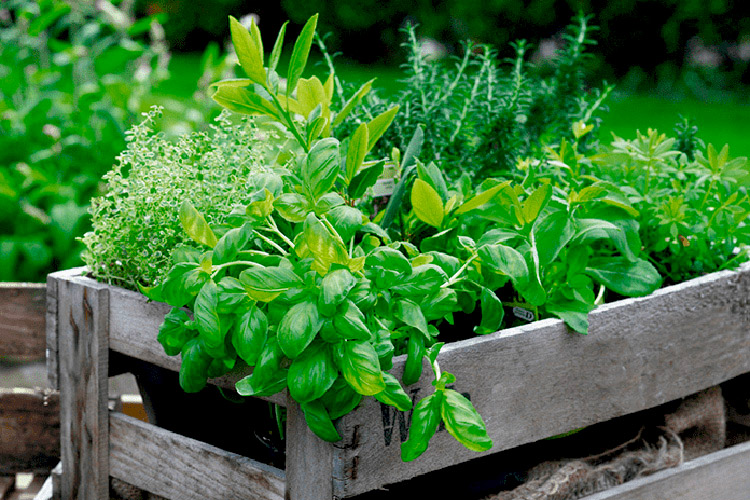 Vegetable and herb garden