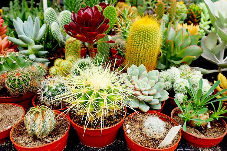 Cactus Garden