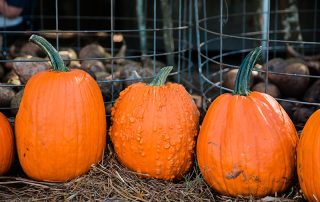 Blog Pumpkins Fall