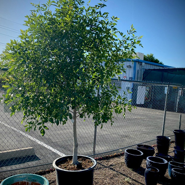 Arizona Ash Tree