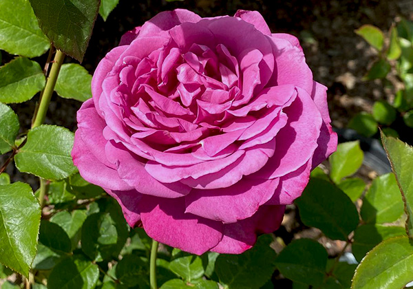 Best Heirloom Roses Plants