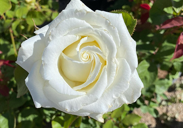 White Rose called Pope John Paul 2