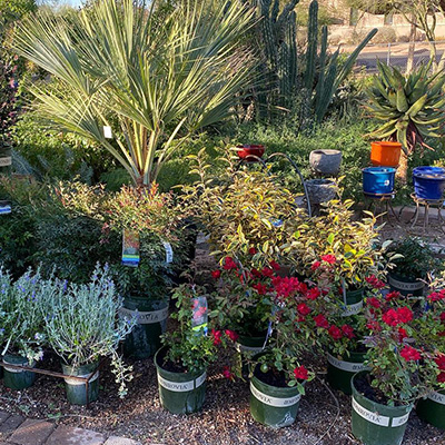 Jobs Hiring at Tucson Nursery