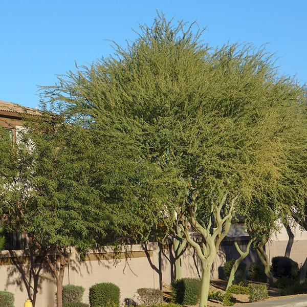 Palo Verde Tree in Tucson