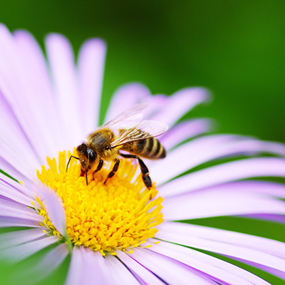 Flowers that attract bees