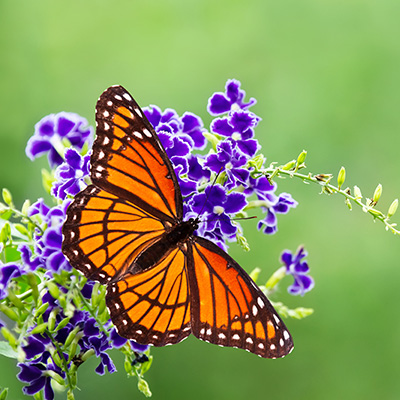 Create a Pollinator Friendly Habitat