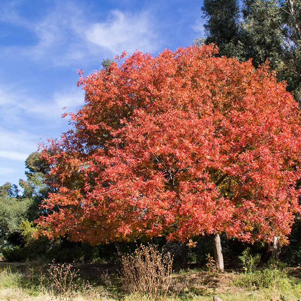 Red Push Pistache Tree