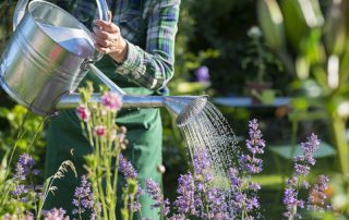 Watering Plants in Hot Temperatures