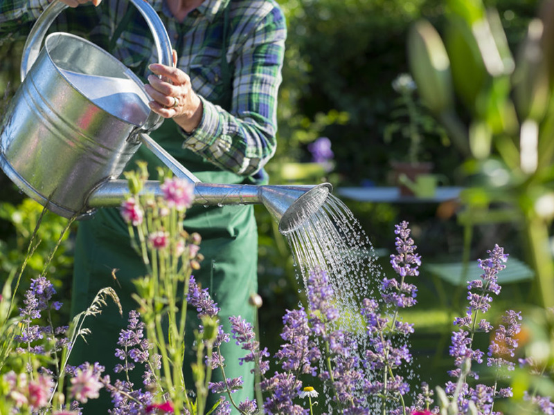 Watering Plants in Hot Temperatures