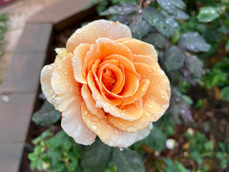 Wet Rose