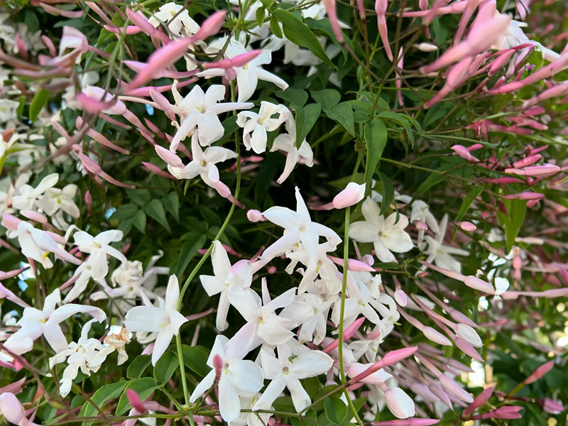 Spring Jasmine