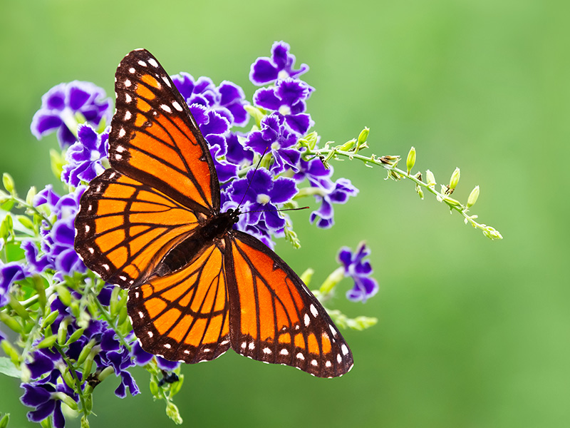 Butterfly Pollinator