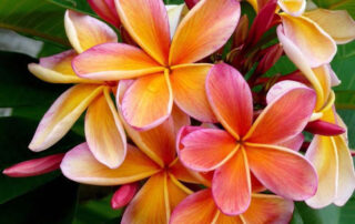 Hawaiian Plumeria Plant