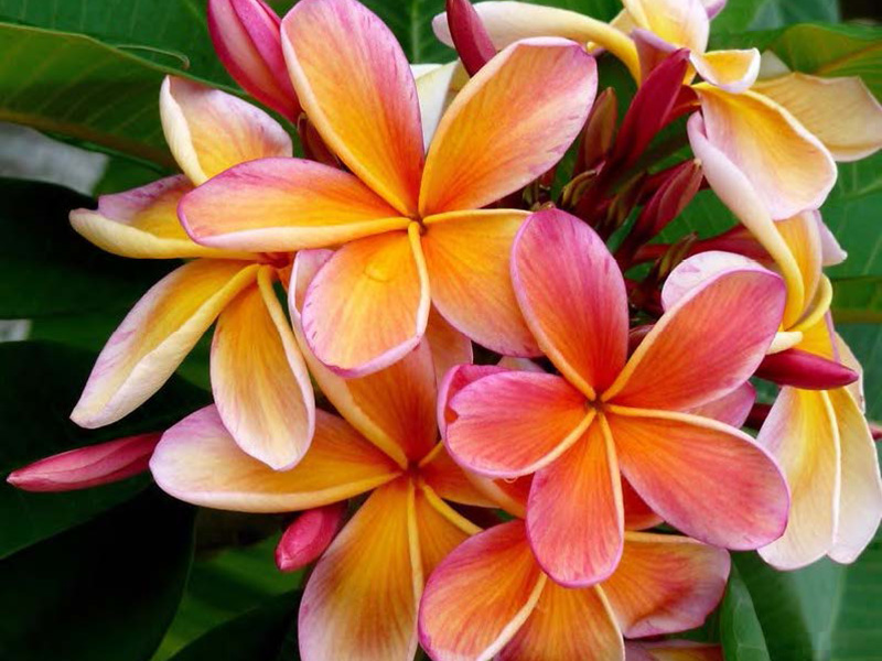 Hawaiian Plumeria Plant