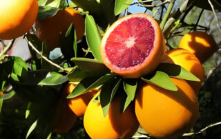 Blog Blood Orange Tree