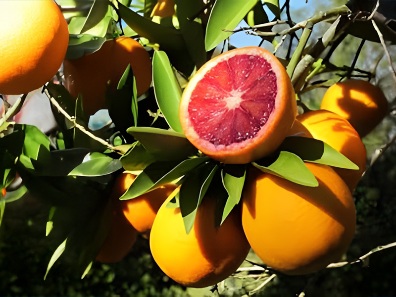 Blog Blood Orange Tree